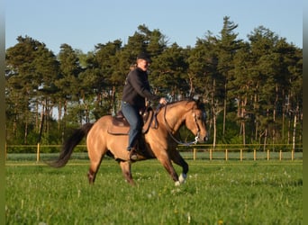 American Quarter Horse, Stallion, 17 years, 14,2 hh, Buckskin