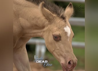 American Quarter Horse, Stallion, 10 years, 15,2 hh, Champagne