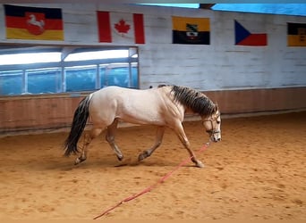American Quarter Horse, Stallion, 10 years, 15,2 hh, Champagne