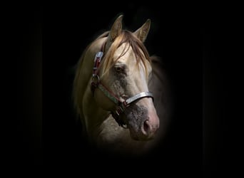 American Quarter Horse, Stallion, 15 years, 14.2 hh, Champagne
