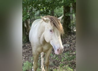 American Quarter Horse, Stallion, 7 years, 14.3 hh, Champagne