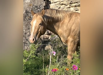 American Quarter Horse, Stallion, 5 years, 14,1 hh, Champagne