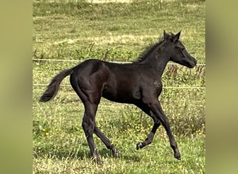 American Quarter Horse, Stallion, 5 years, 14,1 hh, Champagne