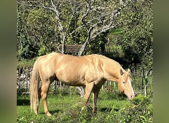 American Quarter Horse, Stallion, 5 years, 14,1 hh, Champagne