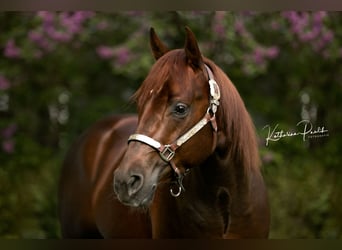 American Quarter Horse, Stallion, 6 years, 14,2 hh, Chestnut-Red