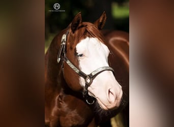 American Quarter Horse, Stallion, 15 years, 14,1 hh, Chestnut-Red