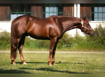 American Quarter Horse, Stallion, 6 years, 14,2 hh, Chestnut-Red