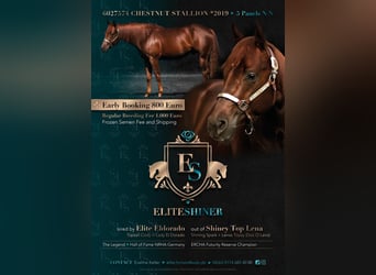 American Quarter Horse, Stallion, 6 years, 14,2 hh, Chestnut-Red