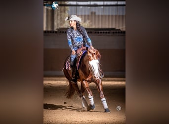 American Quarter Horse, Stallion, 10 years, 14,2 hh, Chestnut-Red