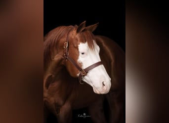 American Quarter Horse, Stallion, 10 years, 14,2 hh, Chestnut-Red