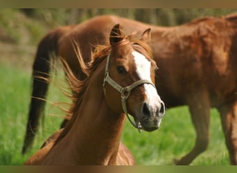 American Quarter Horse, Stallion, 17 years, 14.2 hh, Chestnut-Red