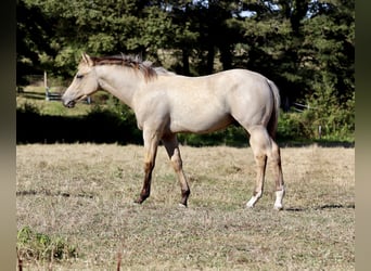 American Quarter Horse, Stallion, Foal (03/2023), 12.2 hh, Buckskin