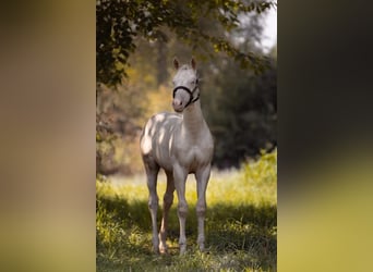 American Quarter Horse, Stallion, Foal (03/2025), 12.2 hh, Cremello