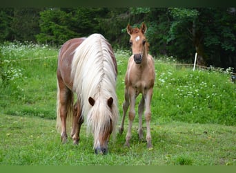 American Quarter Horse Mix, Stallion, Foal (05/2024), 13.2 hh, Red Dun