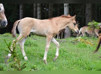 American Quarter Horse Mix, Stallion, Foal (05/2024), 13.2 hh, Red Dun