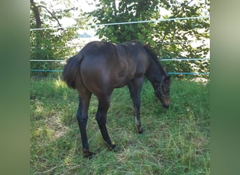 American Quarter Horse, Stallion, Foal (04/2024), 14,1 hh, Bay-Dark