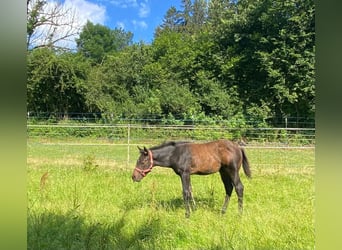 American Quarter Horse, Stallion, Foal (04/2024), 14,1 hh, Bay-Dark