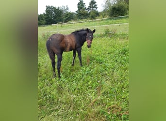 American Quarter Horse, Stallion, Foal (04/2024), 14,1 hh, Bay-Dark