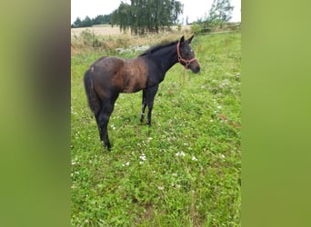 American Quarter Horse, Stallion, Foal (04/2024), 14.1 hh, Bay-Dark