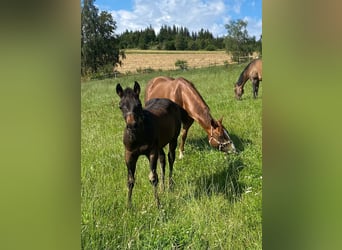 American Quarter Horse, Stallion, Foal (04/2024), 14,1 hh, Bay-Dark