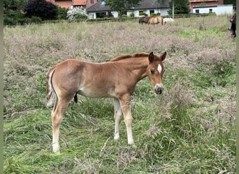 American Quarter Horse, Stallion, Foal (04/2026), 14.1 hh, Roan-Red