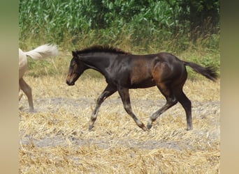 American Quarter Horse, Stallion, Foal (03/2025), 14.1 hh, Smoky-Black
