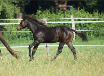 American Quarter Horse, Stallion, Foal (03/2025), 14.1 hh, Smoky-Black