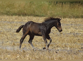 American Quarter Horse, Stallion, Foal (03/2025), 14.1 hh, Smoky-Black