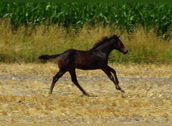 American Quarter Horse, Stallion, Foal (03/2025), 14.1 hh, Smoky-Black