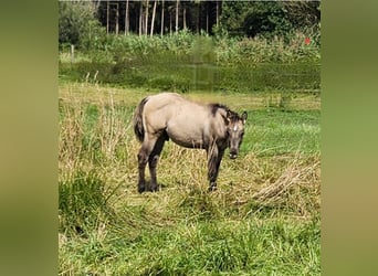 American Quarter Horse, Stallion, Foal (04/2025), 14.1 hh American Quarter Horse, Stallion, Foal (04/2025), 14.1 hh