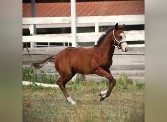 American Quarter Horse, Stallion, Foal (04/2026), 14.2 hh, Bay-Dark
