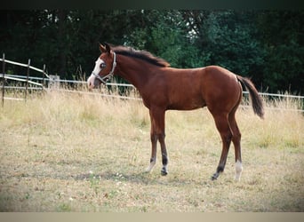 American Quarter Horse, Stallion, Foal (04/2026), 14.2 hh, Bay-Dark