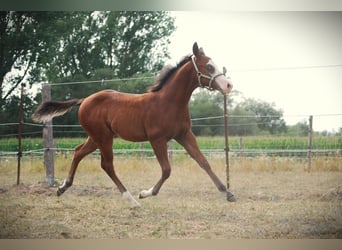 American Quarter Horse, Stallion, Foal (04/2026), 14.2 hh, Bay-Dark