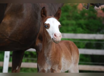 American Quarter Horse, Stallion, Foal (04/2026), 14.2 hh, Bay-Dark