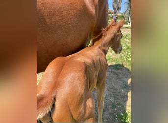 American Quarter Horse, Stallion, Foal (09/2024), 14,2 hh, Brown-Light