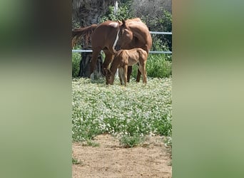 American Quarter Horse, Stallion, Foal (09/2024), 14,2 hh, Brown-Light