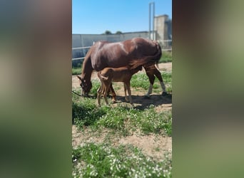 American Quarter Horse, Stallion, Foal (09/2024), 14,2 hh, Brown-Light