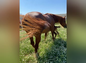 American Quarter Horse, Stallion, Foal (09/2024), 14,2 hh, Brown-Light