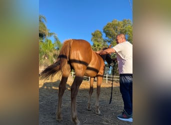 American Quarter Horse, Stallion, Foal (09/2024), 14,2 hh, Brown-Light