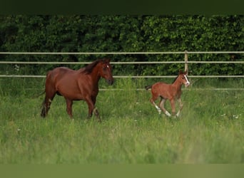 American Quarter Horse, Stallion, Foal (05/2024), 14.2 hh, Brown