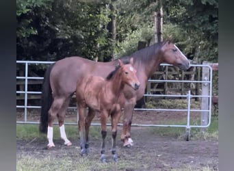 American Quarter Horse, Stallion, Foal (02/2024), 14,2 hh, Brown