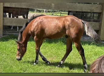 American Quarter Horse, Stallion, Foal (02/2024), 14,2 hh, Brown