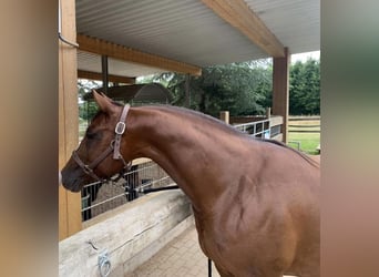 American Quarter Horse, Stallion, Foal (02/2024), 14,2 hh, Brown