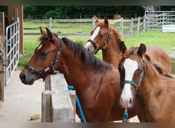 American Quarter Horse, Stallion, Foal (02/2024), 14,2 hh, Brown