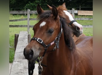 American Quarter Horse, Stallion, Foal (02/2024), 14,2 hh, Brown