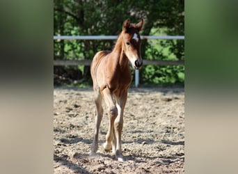 American Quarter Horse, Stallion, Foal (04/2024), 14.2 hh, Brown