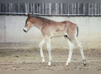 American Quarter Horse, Stallion, Foal (02/2024), 14.2 hh, Brown