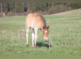 American Quarter Horse, Stallion, Foal (02/2024), 14.2 hh, Brown
