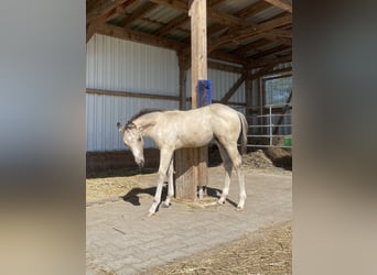 American Quarter Horse, Stallion, Foal (04/2024), 14.2 hh, Buckskin