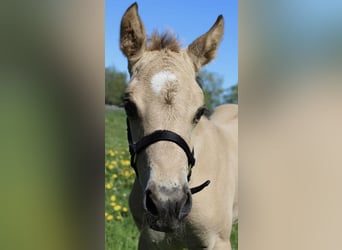 American Quarter Horse, Stallion, Foal (04/2026), 14.2 hh, Buckskin